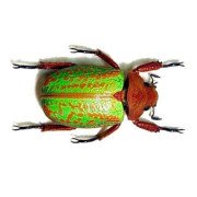 CHRYSINA PLUSIOTIS VICTORINA